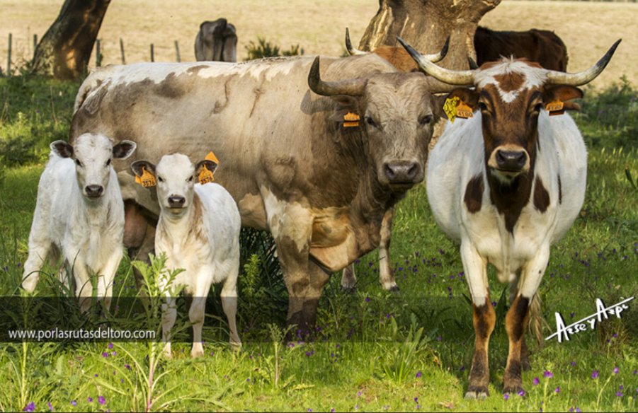 Gloria a un GANADERO!!
El último romantico.....
Don Fernando Pereira Palha DEP