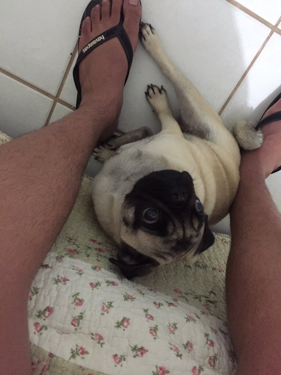 carolpaiva(BETA)#SDV (@carrolpaiva) on Twitter photo 