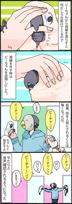 懐かしのピーチャン4コマ（懐古中）
ピーチャン、多分まだペットショップに居ると思います。
賢く一筋縄ではいかない性格、見た目もさることながら、凄いお値段になっていましたので･･･
飼い主が引っ越したため、現在の詳細は不明です。 