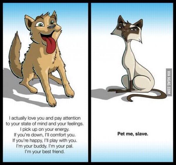 CauseWereGuys's tweet photo. Dogs > Cats https://t.co/Y3mSrD8z0t