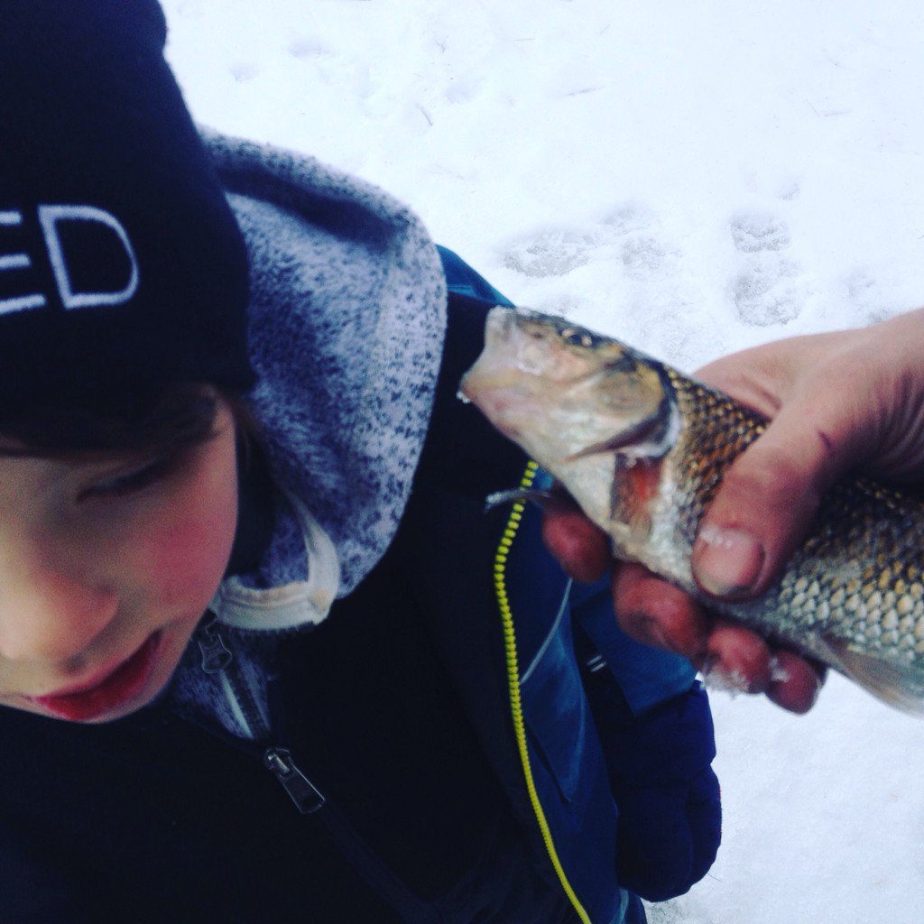 FishNerds's tweet image. Body caught this #fallfish while #IceFishing what is he listening to ?
