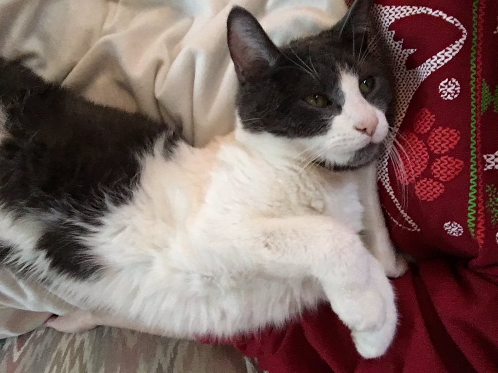BraumLife's tweet photo. Just trying to get comfy on this bag of bones human in my life. #boneylady #Braumlife #human #Caturday https://t.co/SvYLhVdg1l
