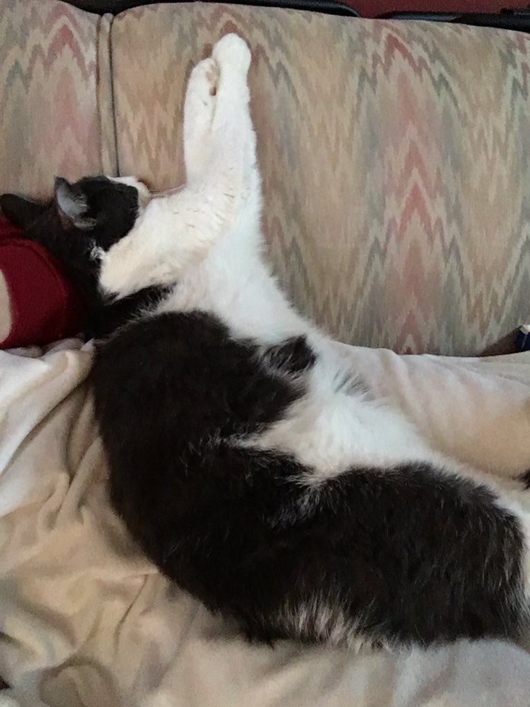 BraumLife's tweet photo. I just have to snuggle with the couch. The human is proving to not take after my healthy eating habits. #braumLife https://t.co/jWFeaZNvil