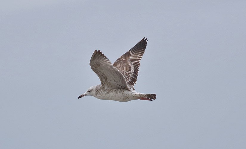 SoundBirder's tweet photo. 1st win Caspian Gull Hook Head Co Wexford today, more at https://t.co/CVdx7gFu2p What a cracking looking bird!. https://t.co/7iTiPhfvK5