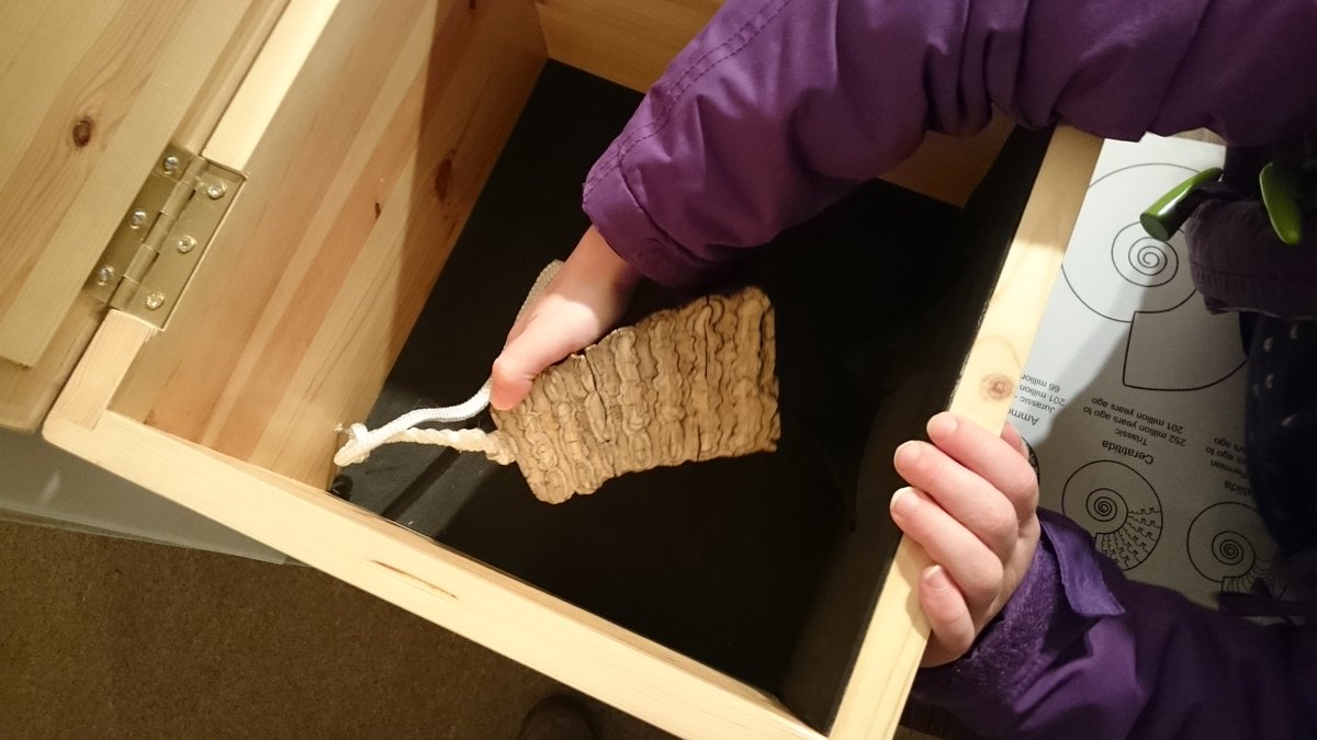 LifeOnBaars's tweet photo. Got hands on today with replica #elephant tooth #50wonders #NatSci display at @AberMuseum :)
https://t.co/7aZI3Lepsb https://t.co/u9B3pjKVvg