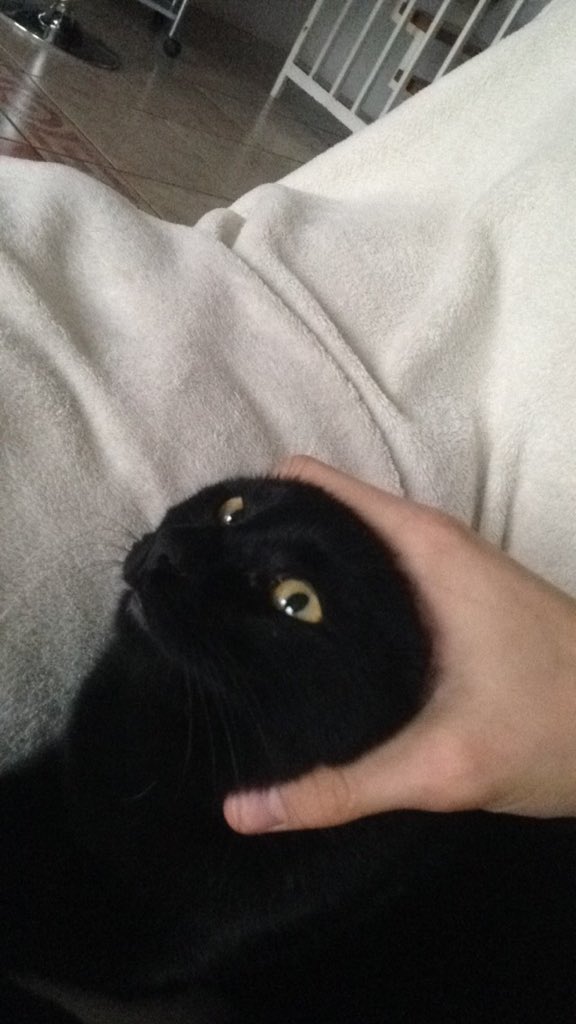 catwithoutears tweet picture