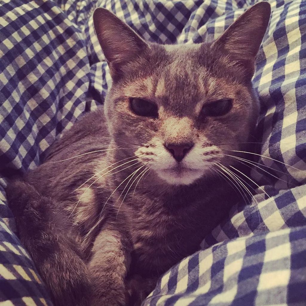 NaSka_Style's tweet photo. Wake up
あらためまして おはよござます
起きた
#cat #bluetabby #morning #sleepingcat #wakeup #wakeupcat https://t.co/JDdgvTGd2X https://t.co/CtdXajDD5g