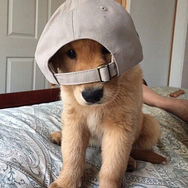 tmbIrpics's tweet photo. 🐶 https://t.co/RLFfrh40Qg