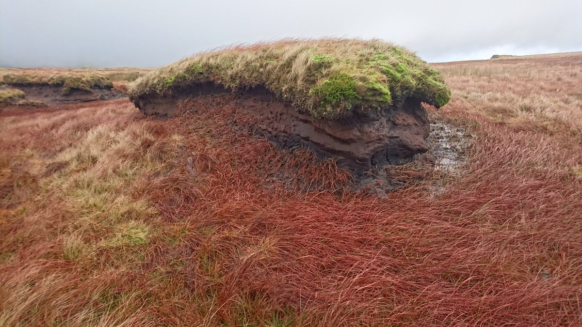 bipedal_simon's tweet image. 1000years to grow a meter of peat