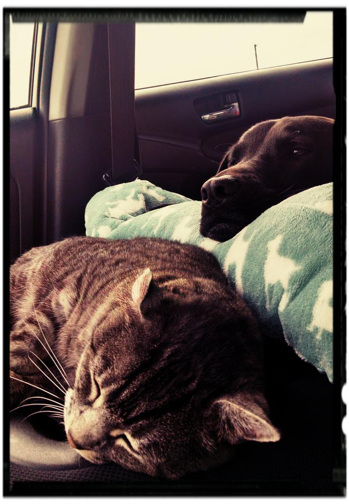 iamTZINA's tweet photo. My I-5 troopers. Destination: Sunset #Cre8 #Westlake https://t.co/qktljkG0iM