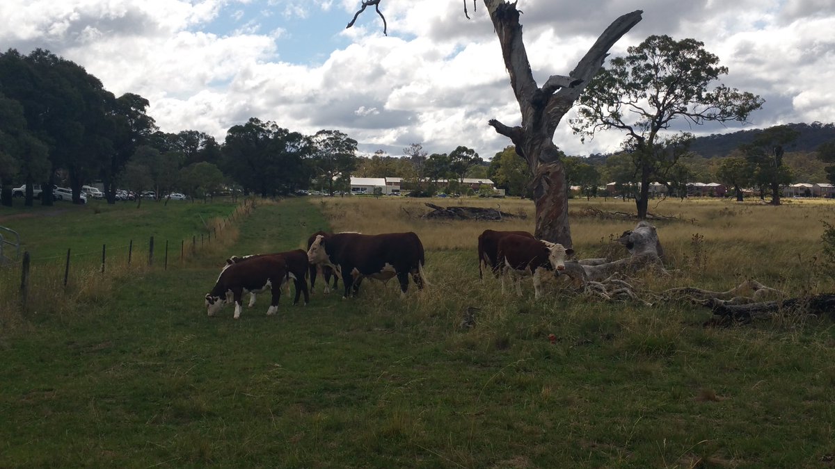 Megs_Aus's tweet photo. @hit1047Canberra cows in shock on Northbourne. AWESOME https://t.co/nnr9OLzLP1