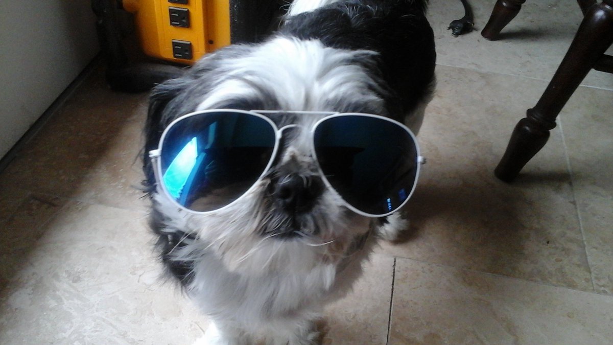 Gabe_town's tweet photo. My dogs a looking fine #gangta #dogs https://t.co/EZdddHDATZ