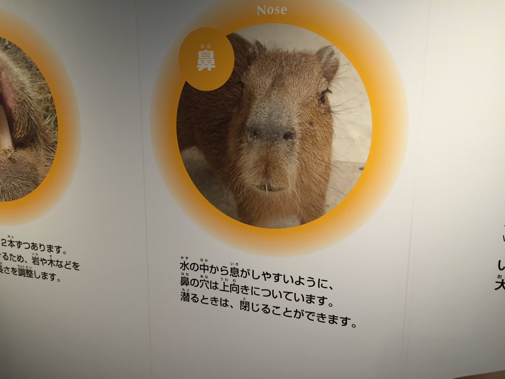 _1Bbot's tweet photo. かっぴー の 

   ヒ・ ミ ・ ツ ♡ https://t.co/GuxulnfKYM