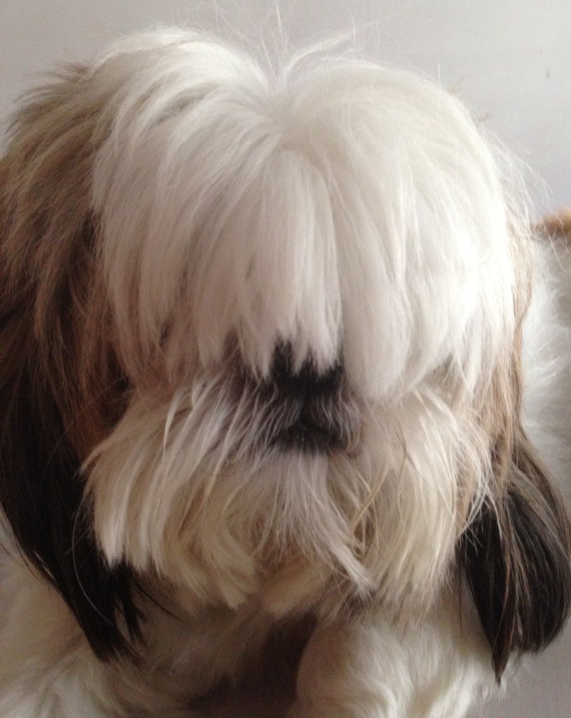 gabrielgriffi14's tweet photo. Mi Shih Tzu Spukly "before & after" Peluqueria.
#TieneOjos
#PuedeVer https://t.co/uJpWGftiiB