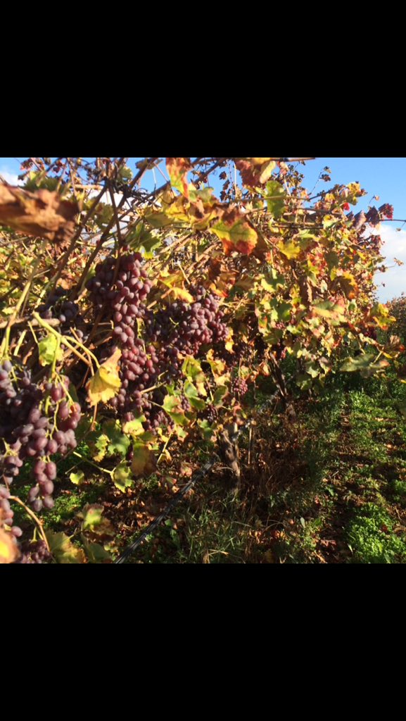 ProduceClass's tweet image. #crimson #seedless