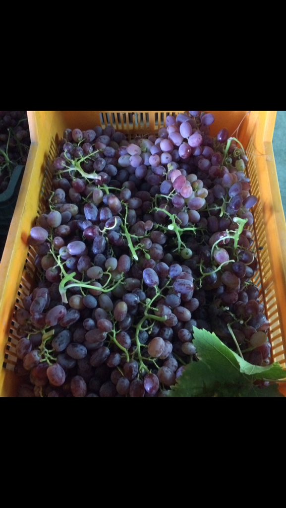 ProduceClass's tweet image. #crimson #seedless