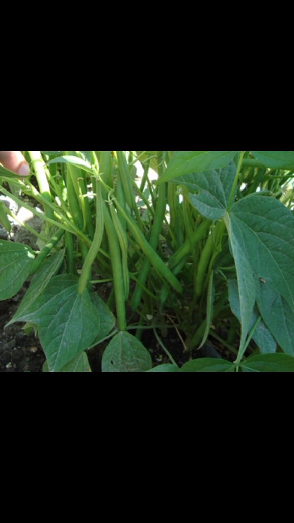 ProduceClass's tweet image. #peas