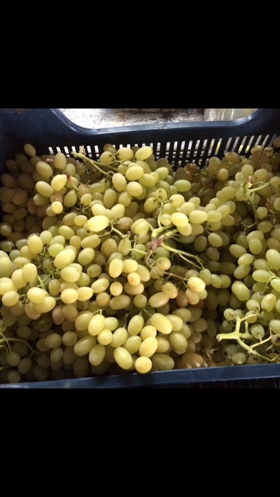 ProduceClass's tweet image. #sultana