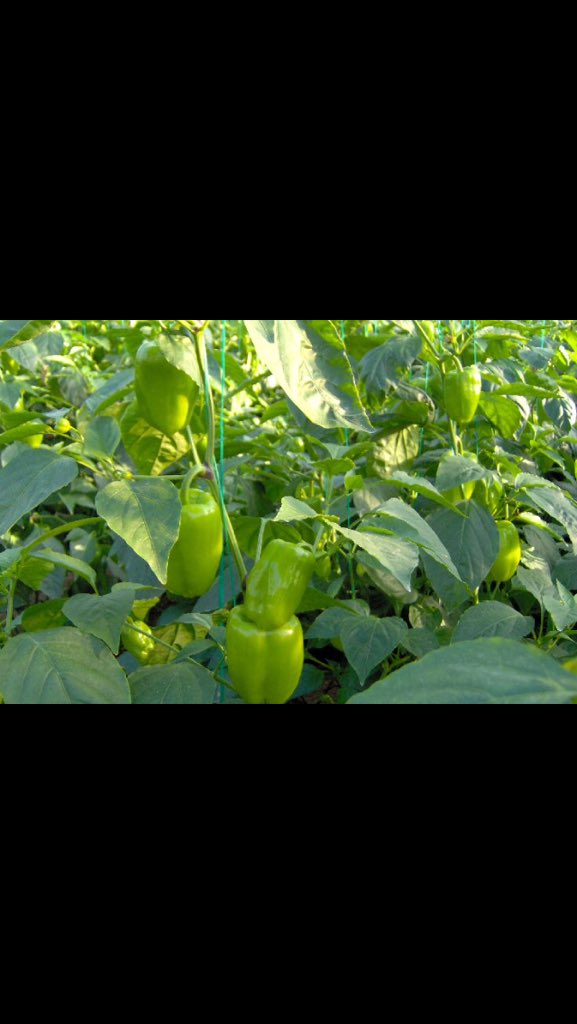 ProduceClass's tweet image. #green #cup