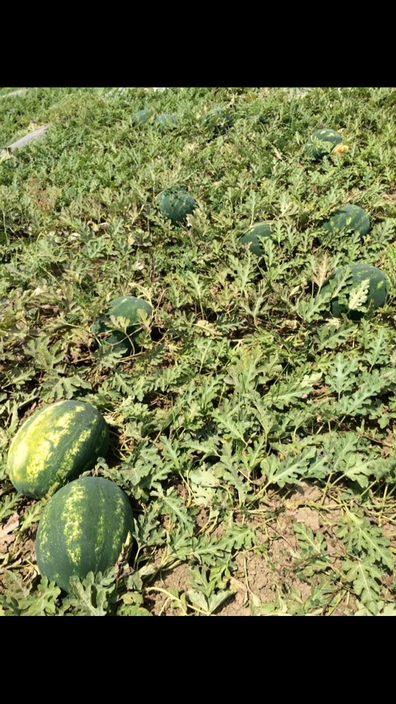ProduceClass's tweet image. #watermelon