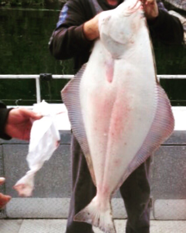 Harbourcharter's tweet photo. @Harbourcharter #halibut https://t.co/ipoPvtE0EU