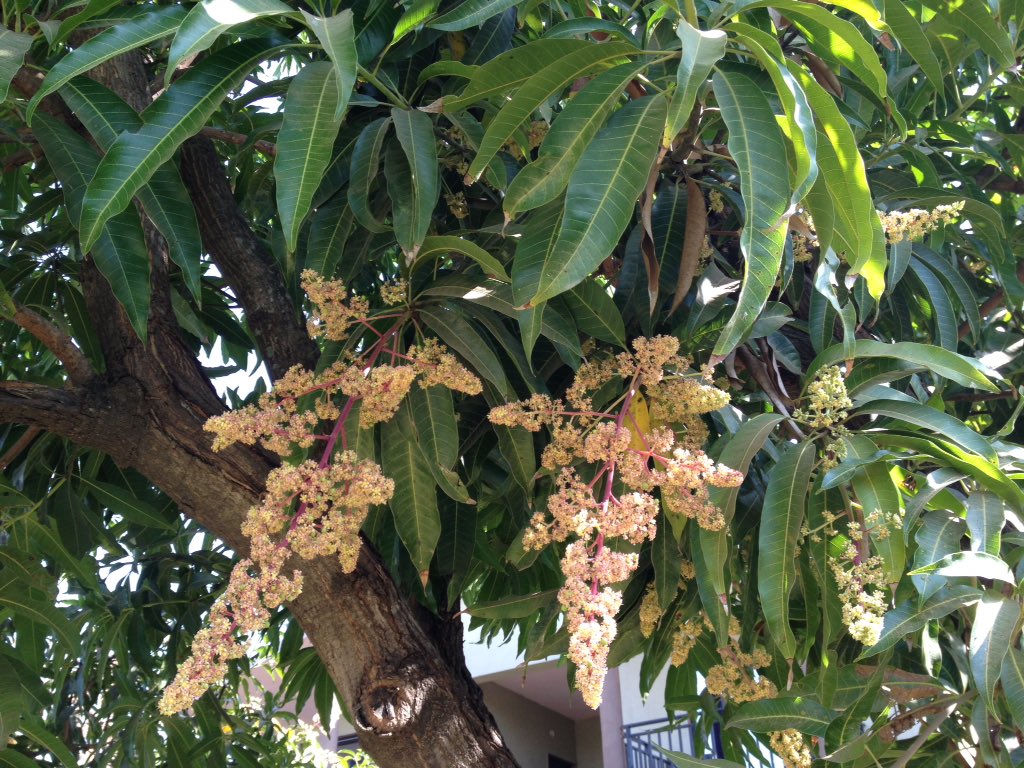 hebasur's tweet photo. Mango at flower stage ! https://t.co/AimFw8xz5E