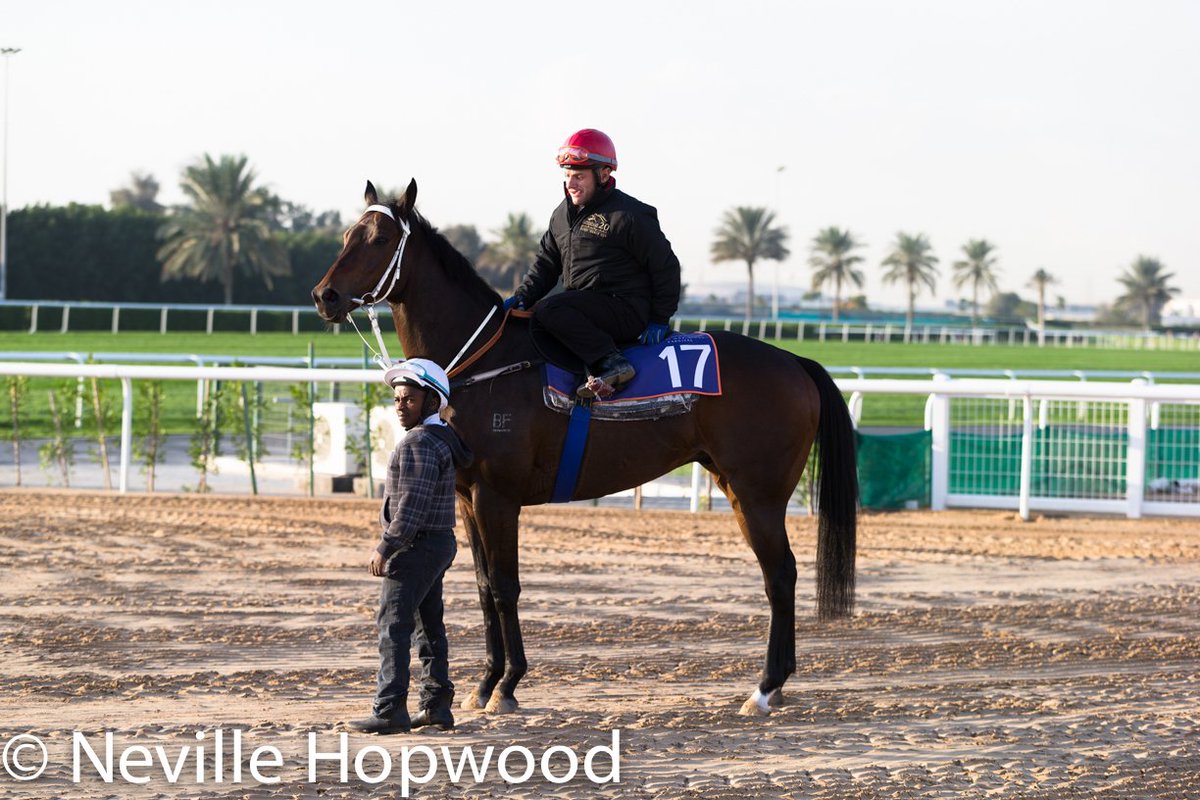 nevhopwood's tweet photo. @MdkRacing @DWC_Meydan @DRC_Meydan #Zahee #JohnnyGeroudis #Dubai #Meydan #UAE https://t.co/wK0n0rupV1