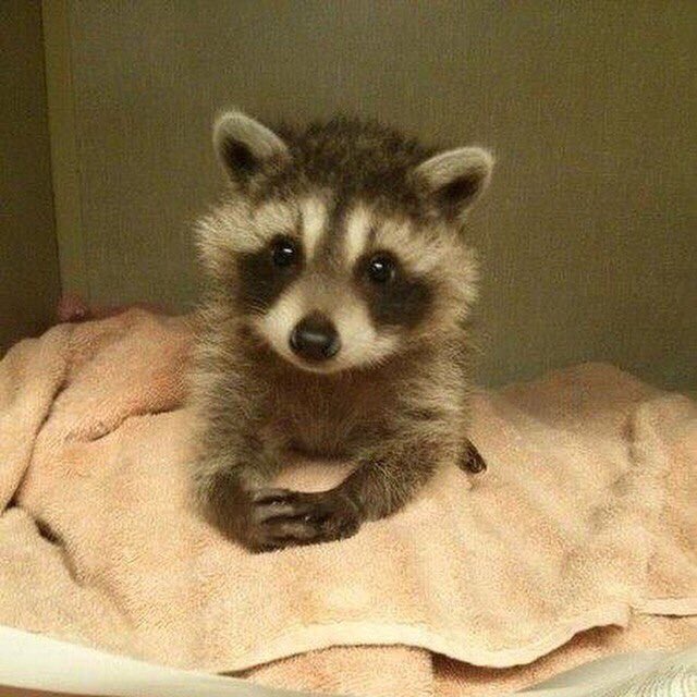 _Blue_Balloons_'s tweet image. If you sleep well u'r up to recognize what is -Sunday 's "good morning"