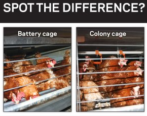 SAFEnewzealand's tweet photo. Please take a moment to ask Countdown to commit to phasing out cage eggs https://t.co/4UAVne23c1 https://t.co/YjTLfPJz3P