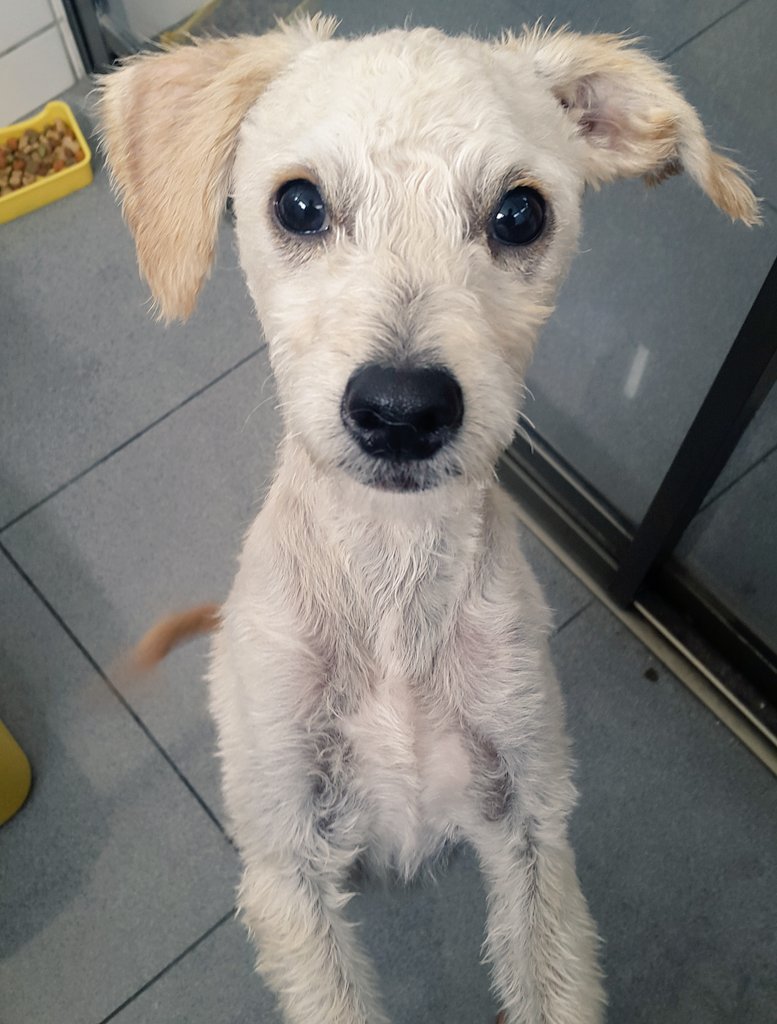 El es Martín, rescatado, tiene 4 meses y busca una familia cariñosa y responsable, me ayudas con un rt? <a href="/conimendez/">Coni Méndez K.</a>