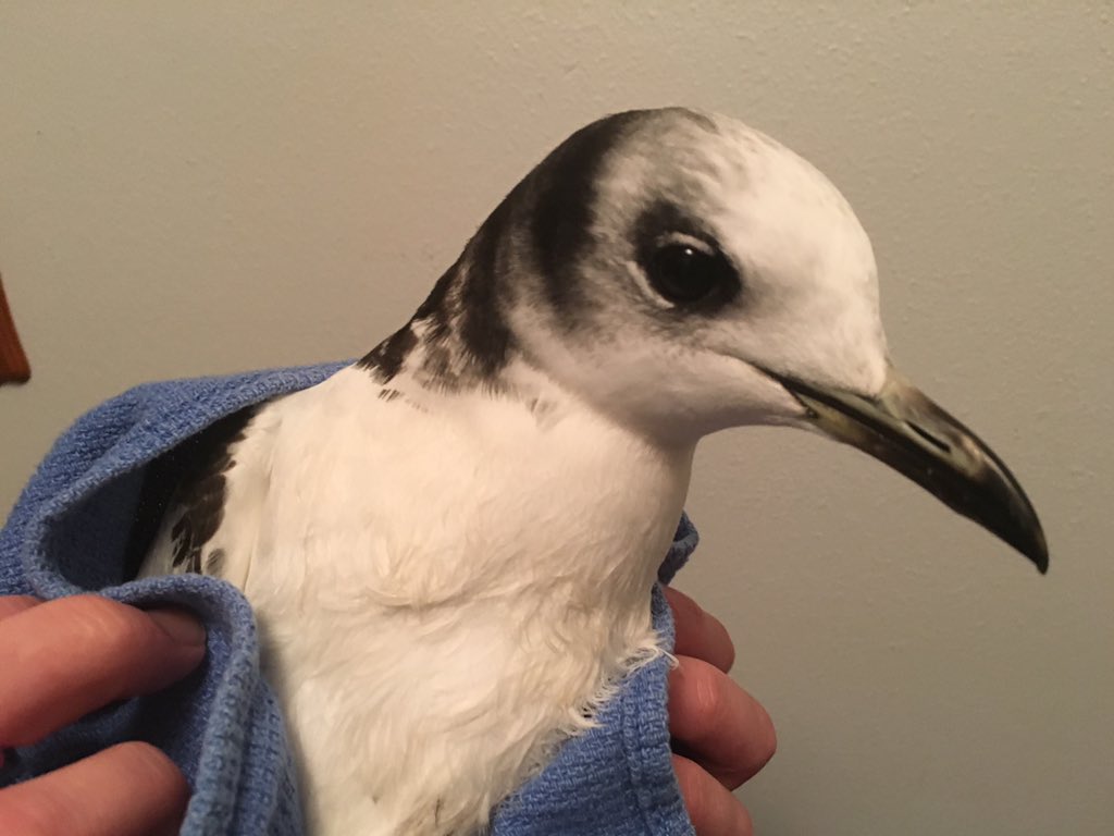 Chintimini Wildlife tweet media