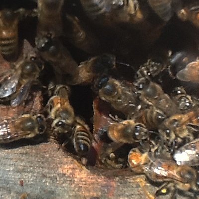 treehivebees's tweet image. A warmer afternoon visit with these Willamette Valley #treehivebees
#Oregon #treebeekeeping #entomology #beekeeping