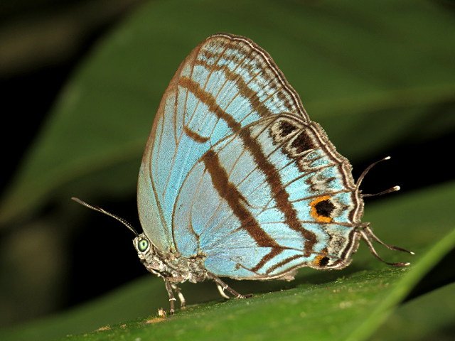 MariposaBT's tweet photo. Ecuador Day 3: A rainy morning, but in the afternoon we were welcomed to Tena by this Evenus satyroides!#BugOfTheDay https://t.co/QbTUBqPCk3