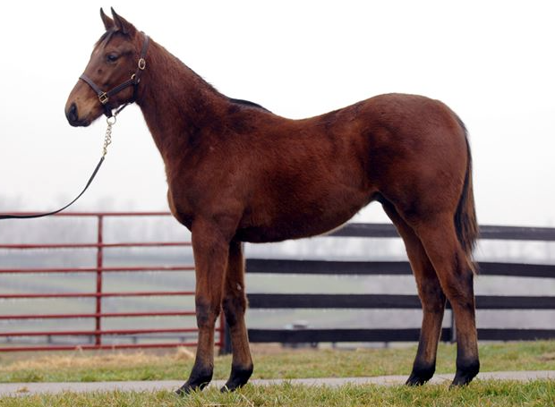 darrenrovell's tweet photo. On this date 4 years ago: Future Triple Crown winner American Pharoah is born in Winchester, Ky https://t.co/PGdXkFn9bC