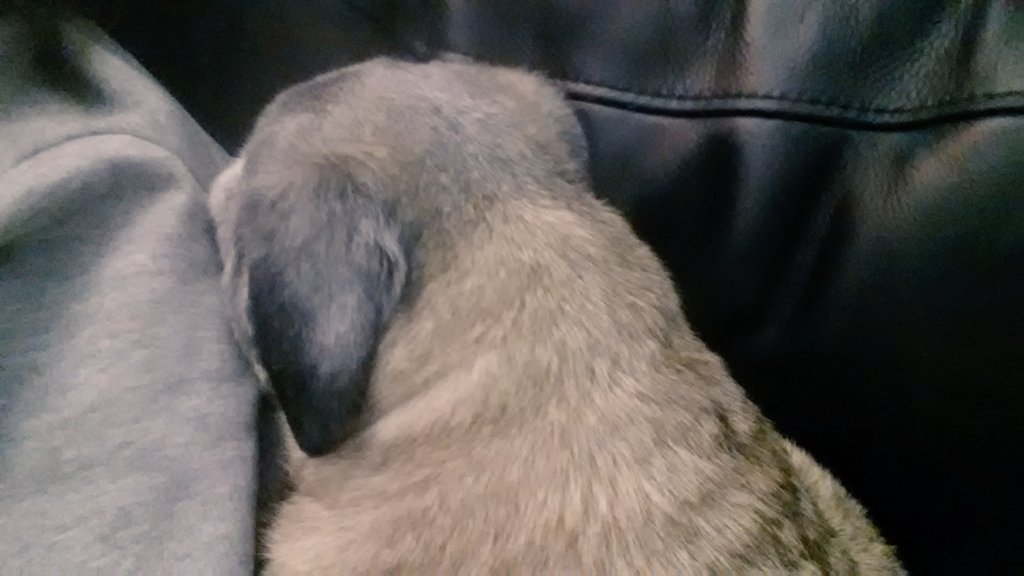 SarahPug12's tweet image. Instead of a monkey on my shoulder, I have a Sarah on my shoulder! 😄 #SleepsAllDay 😴😴 Awake now! 😨