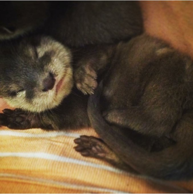Otterly exhausted. https://t.co/gaQWinIUw4<a href="/tag/cybermonday"class="tags"><span>#cybermonday</span></a>