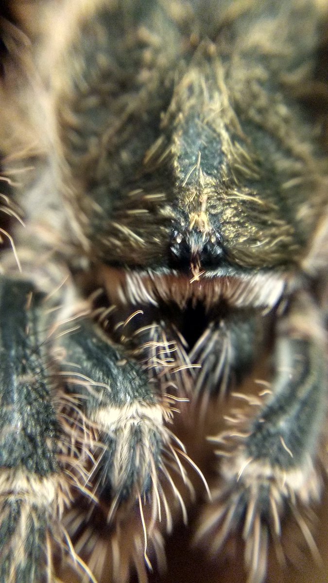 BigBadBrad3000's tweet photo. Some shots of my #tarantuala (Grammostola Aureostriata) definitely enjoying how friendly she is. #yyc #exoticpets https://t.co/bliBLgOGYj