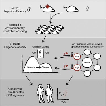 AGomez72803809's tweet photo. #Epigenetic switch for #obesity: Obesity can sometimes be shut down https://t.co/n7EBwbHPWw #BMI #Trim28 #Peg3 #Nna https://t.co/Gmn9s2eEZF