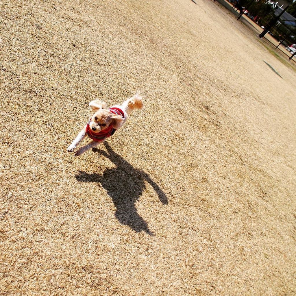 アンデルセン公園ドッグラン