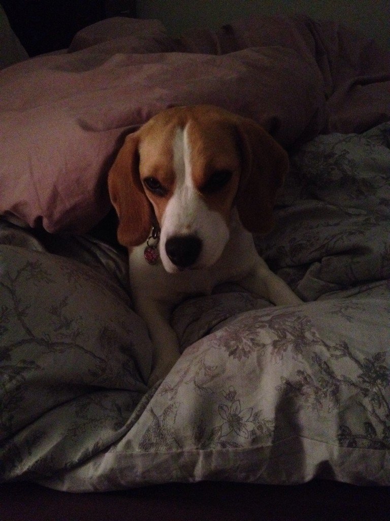 Is it really time to get up for the #AusOpenFinal already?! 🐶😴🎾