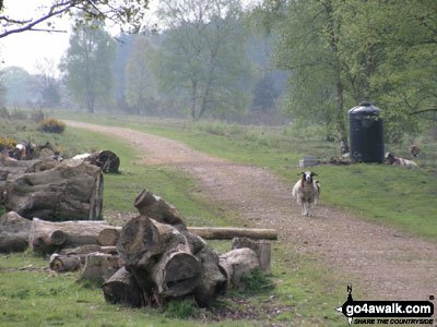 WakeHereward's tweet photo. #HerewardWay thru #ThetfordForest at #SantonDownham. Pic: #SharaHiggins https://t.co/66BCoJd5Q2 https://t.co/EURsNdYCUA
