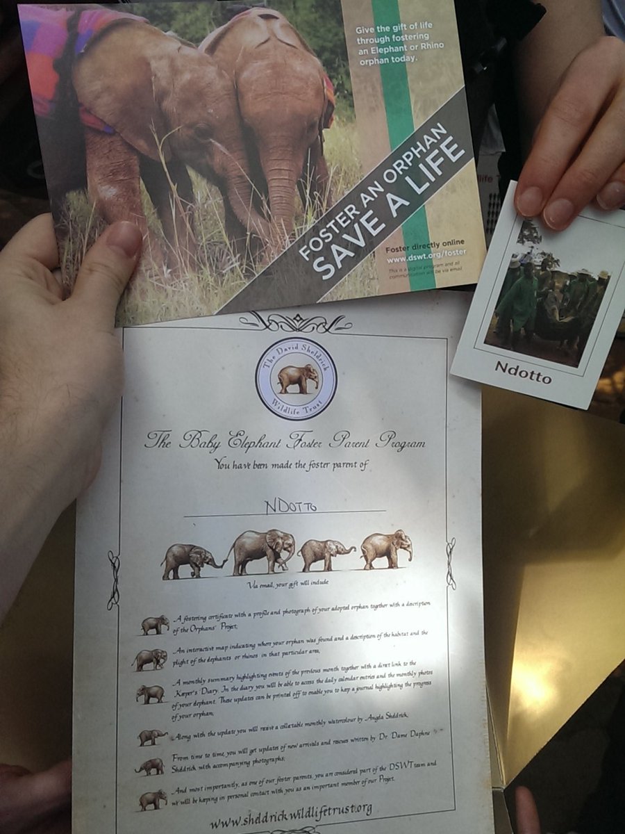 ncerovac's tweet image. We @sourceinst just adopted ndotto, an orphaned elephant at the @DSWT