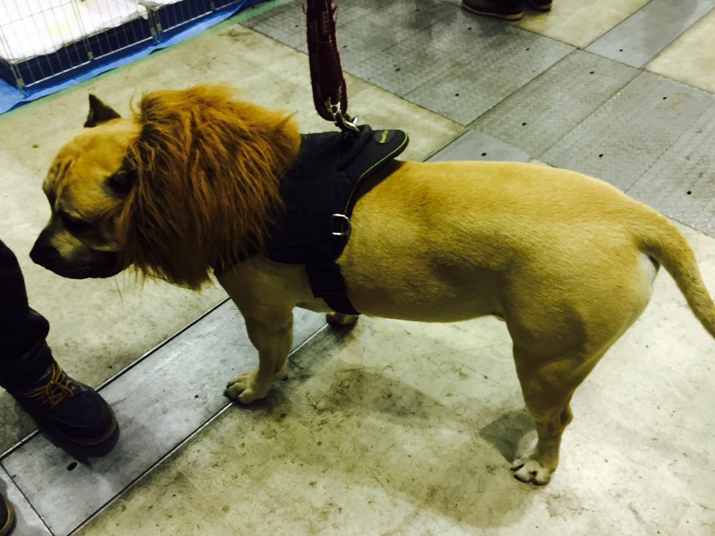 برچسب ライオン犬 در توییتر