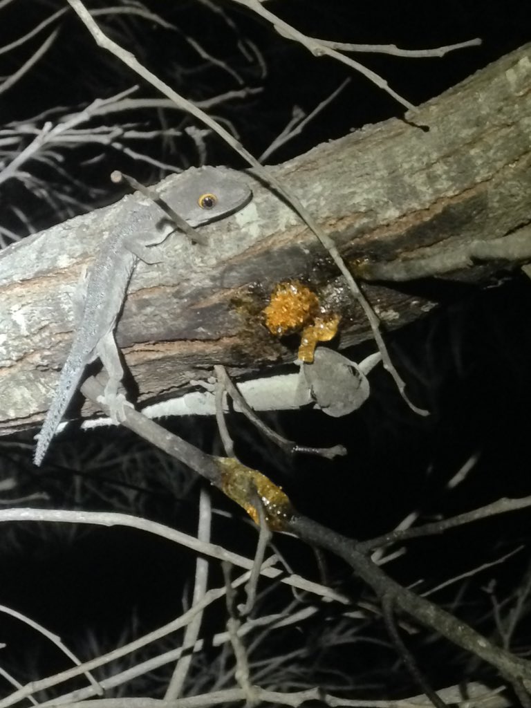 South-western spiny tailed gecko