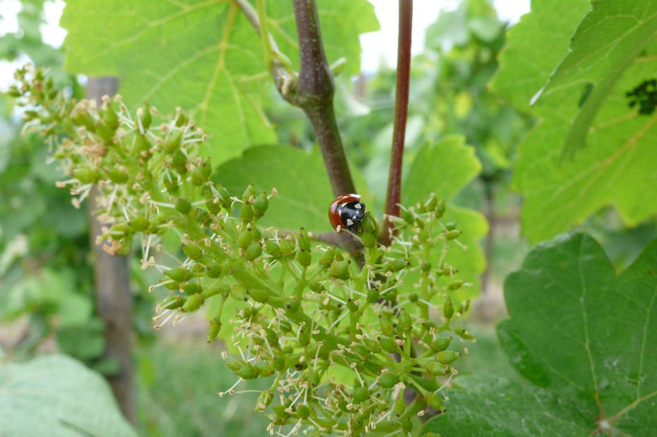ErnestRevue's tweet photo. Salon Millésime Bio: la croissance du vin bio atteint les 13%. Ça s'arrose!  https://t.co/kCg9NY7dHn https://t.co/MOCykex11E
