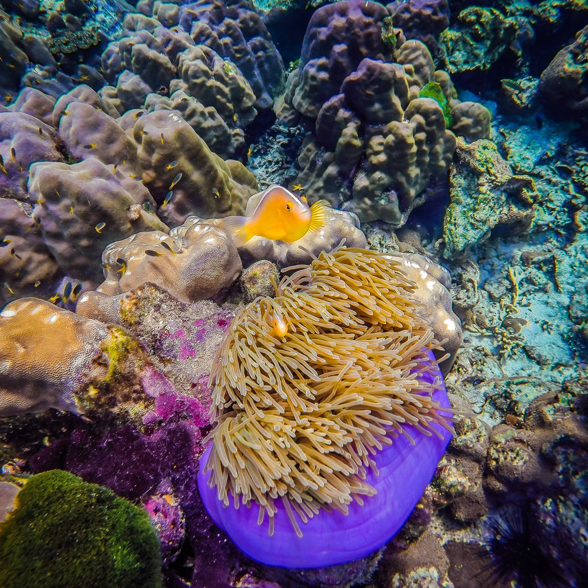 TielandThailand's tweet photo. Snorkeling off the coast of beautiful Koh Rok | #Krabi #Thailand #Travel https://t.co/ogOa3Avs2z