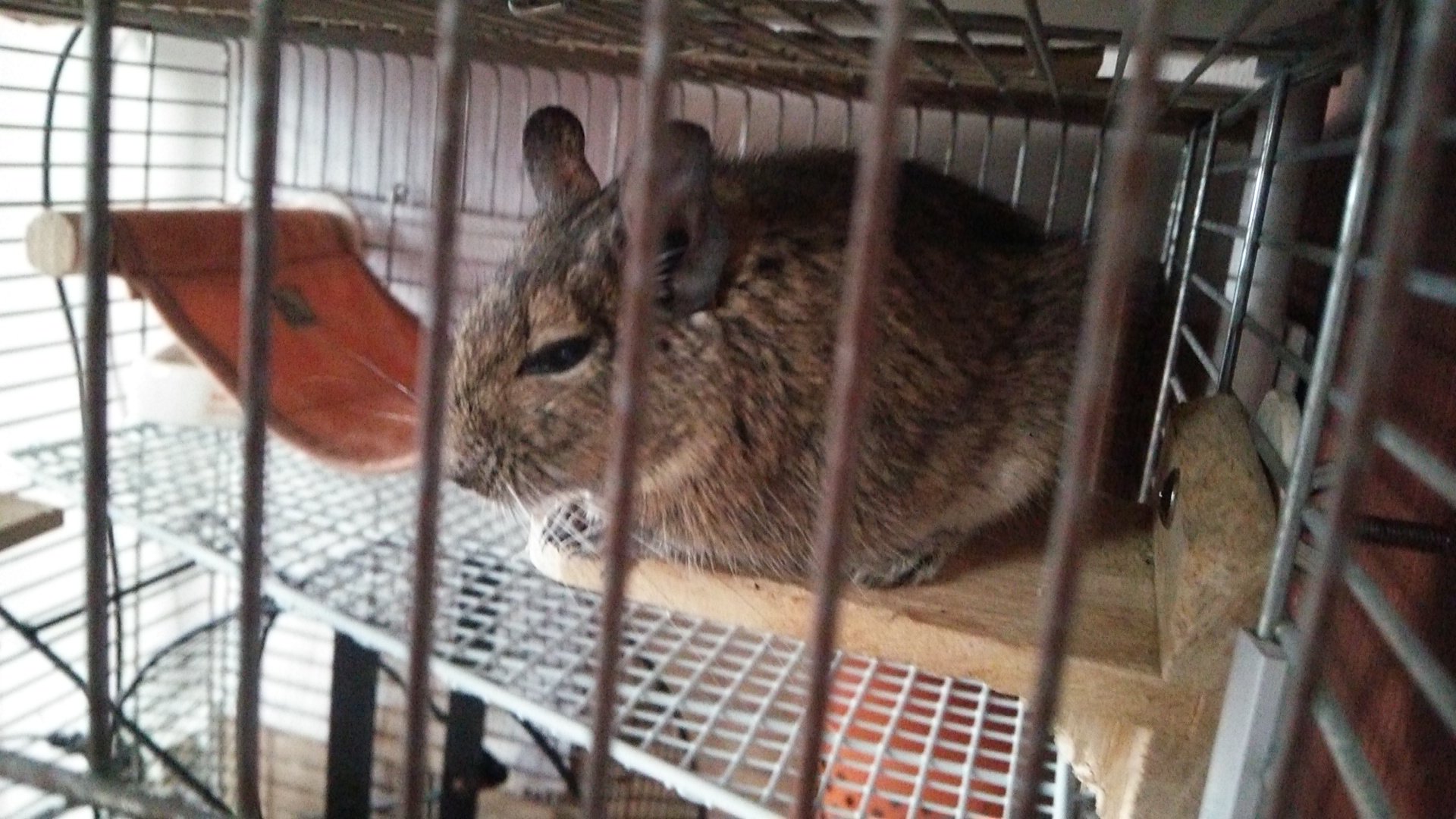 牛沢 今原田に こむぎくん死んだの と言われて悲しくなったので写真上げます T Co Ij8p614dbd 牛沢 今原田に こむぎくん死んだの と言われて悲しくなったので写真上げます T Co Ij8p614dbd