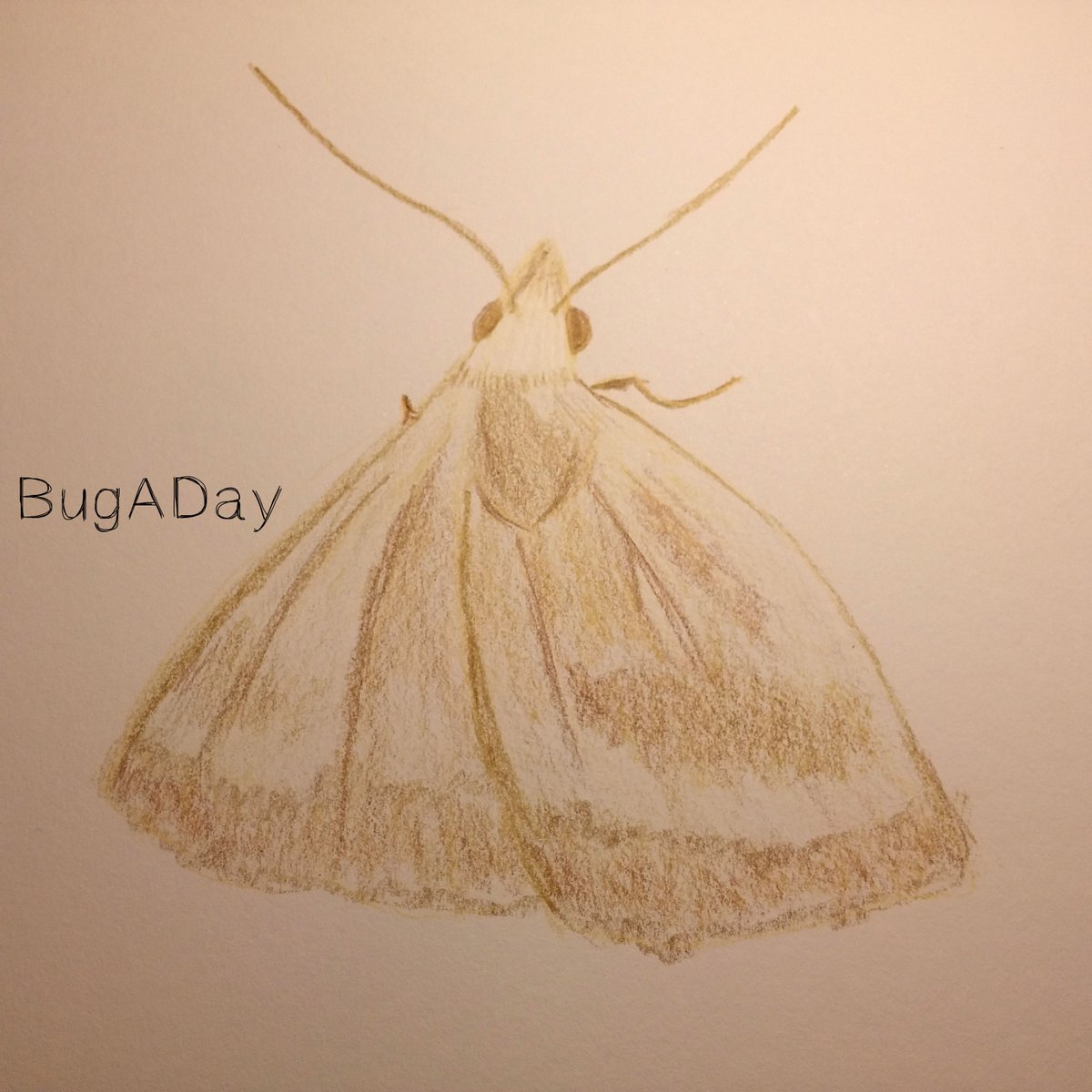pencil_roll's tweet image. BugADay: Straw Dot Moths are found in marshes, damp grassland &amp;amp; wooded areas.
#BugADay #insects #moth #drawing #na…