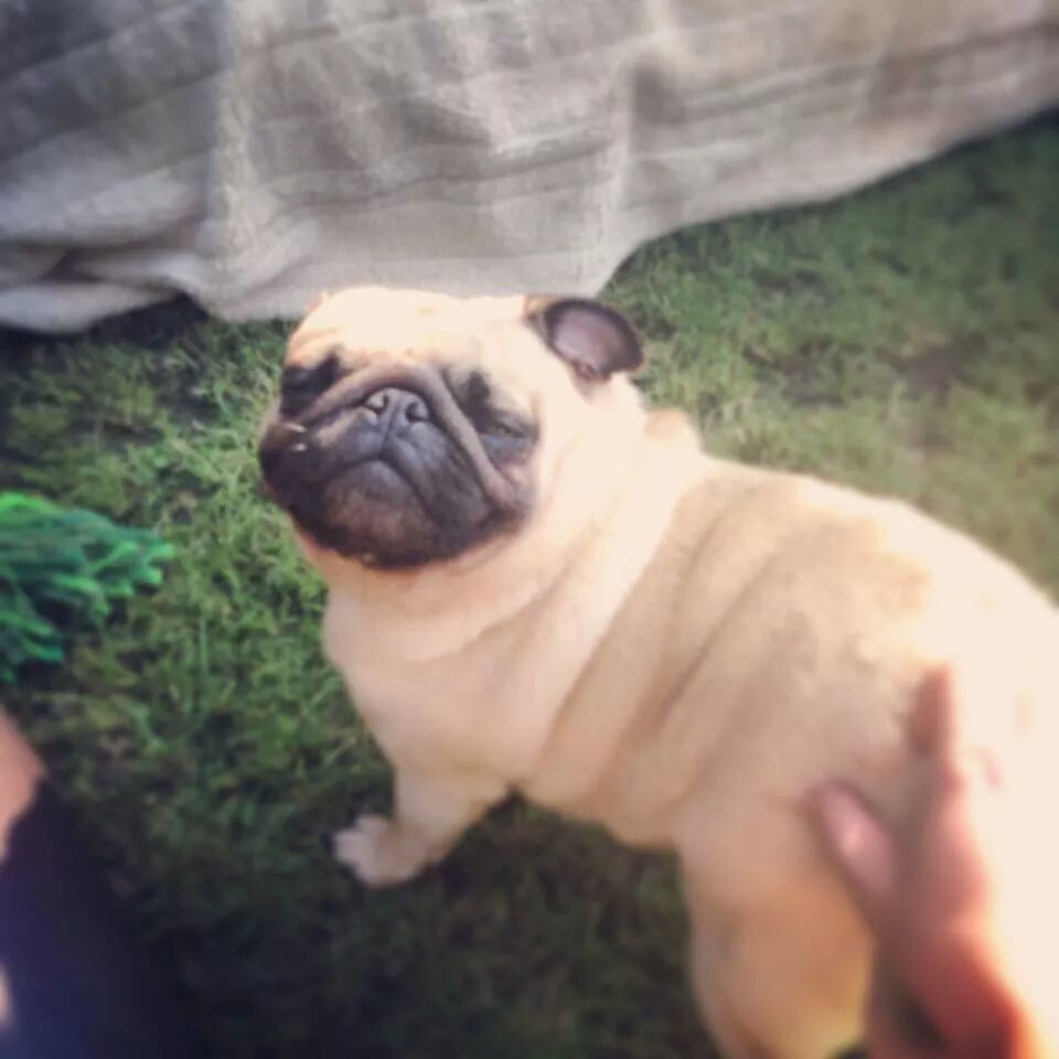 MissLaxade's tweet photo. Say Cheese Pinky! 💋 #cutepicsofpugs #pinky #bigsmile 💕 https://t.co/OVRTehVz5H