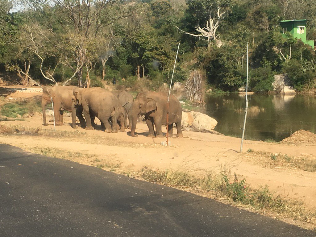 I wish...they leave them back into forest...😔😕
The chained legs ...is a horrible sight
#karnatakaforestdepartment